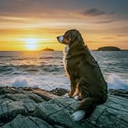 bernese_mountain-dogs-