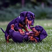 dachshund-