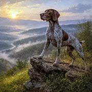 german-shorthaired-