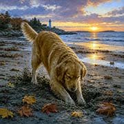 golden-retriever-