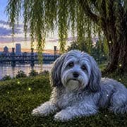 havanese-