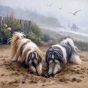 shih-tzu-